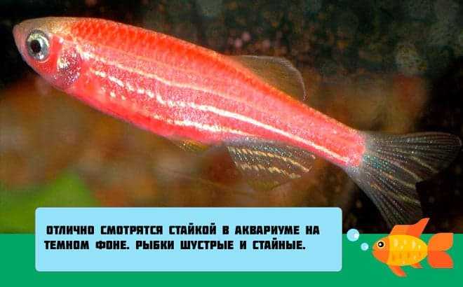 Данио розовый: описание, содержание, совместимость, размножение, нерест, мальки, фото, видео | блог аквариумиста
