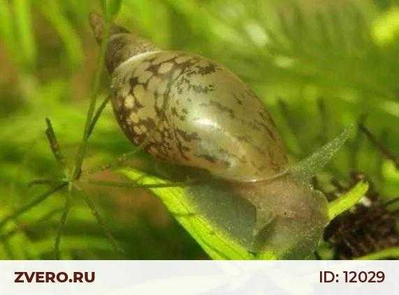 Параметры воды для аквариума и содержания рыбок