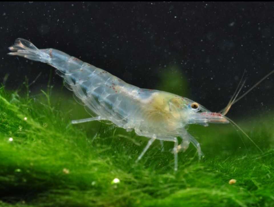 Креветки аквариумные 🦐: фото, виды, содержание, кормление и разведение - aqa.wiki