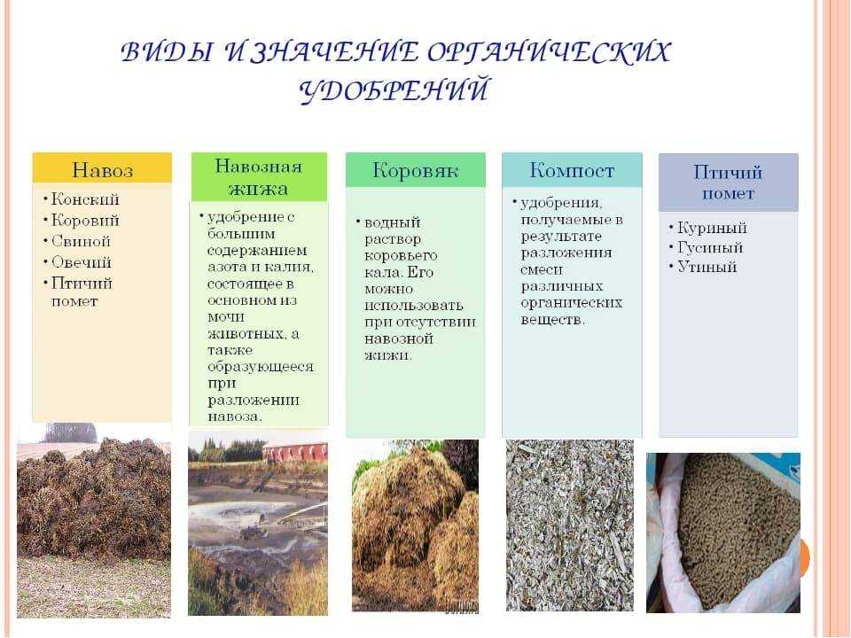 Как опрыскивать и поливать огурцы кефиром