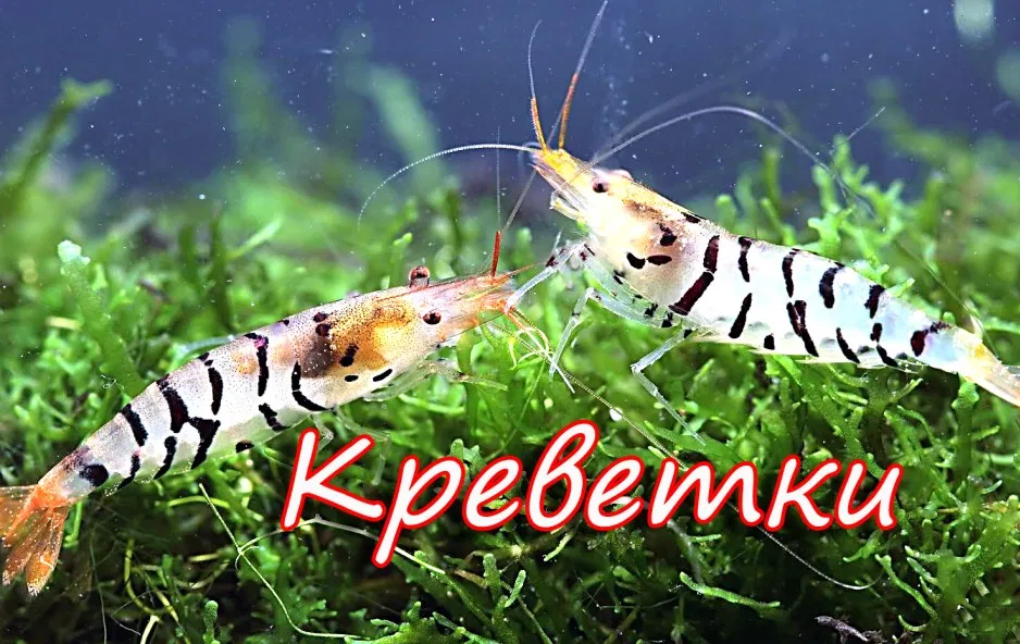 Какие бывают виды аквариумных креветок и как их различать