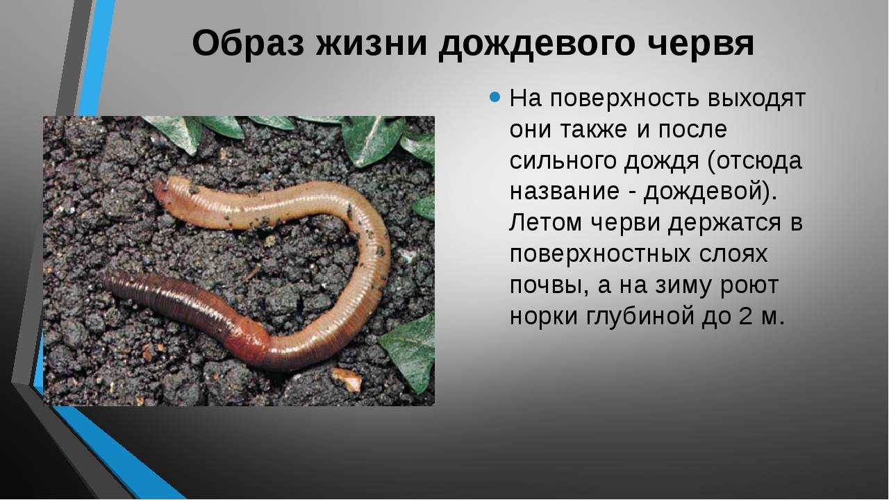 Breeding rivulus hartii - the giant rivulus
