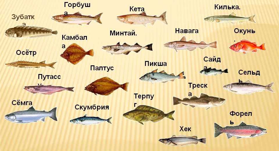 Интересные факты о тихом океане