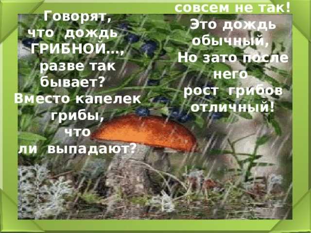 Растут ли грибы без дождя. за какое время после дождей появляются грибы