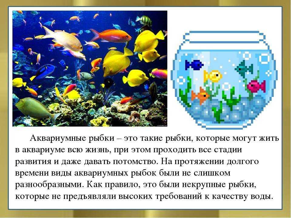 История аквариумистики, аквариумистика в россии