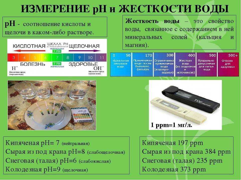 Цихлазома чернополосая – плодовитый аквариумный агрессор
