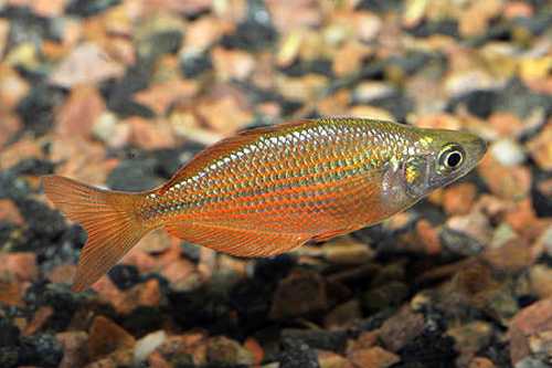 Атерина красная или радужник гребенчатый (glossolepis incisus)