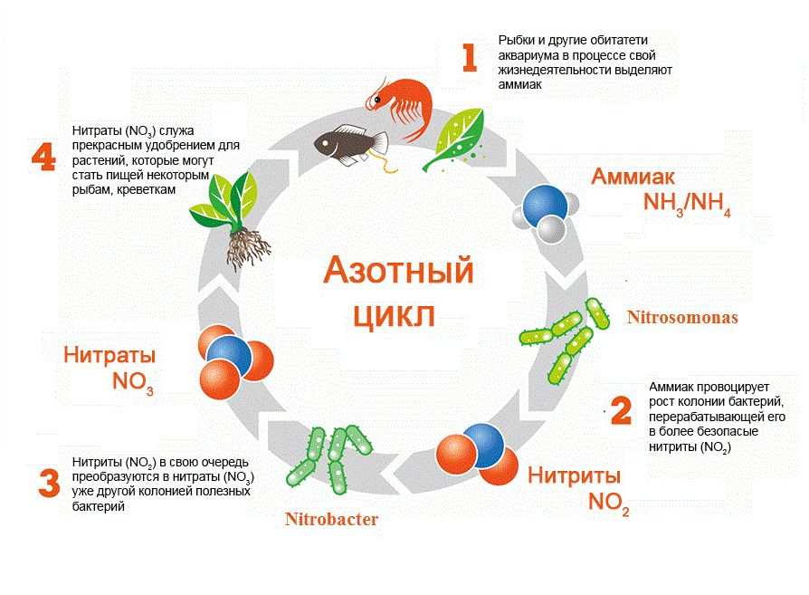 Рыба аквариум отравление аммиаком