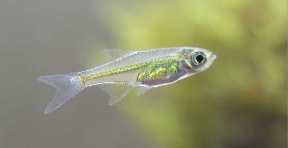 Neon green rasbora - microdevario kubotai fish profile & care guide