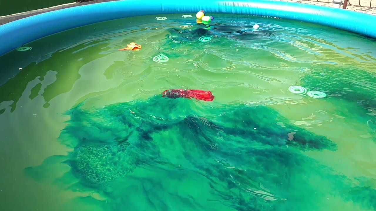 Можно ли обойтись без фильтра в дачном бассейне - septik.guru
можно ли обойтись без фильтра в дачном бассейне - septik.guru