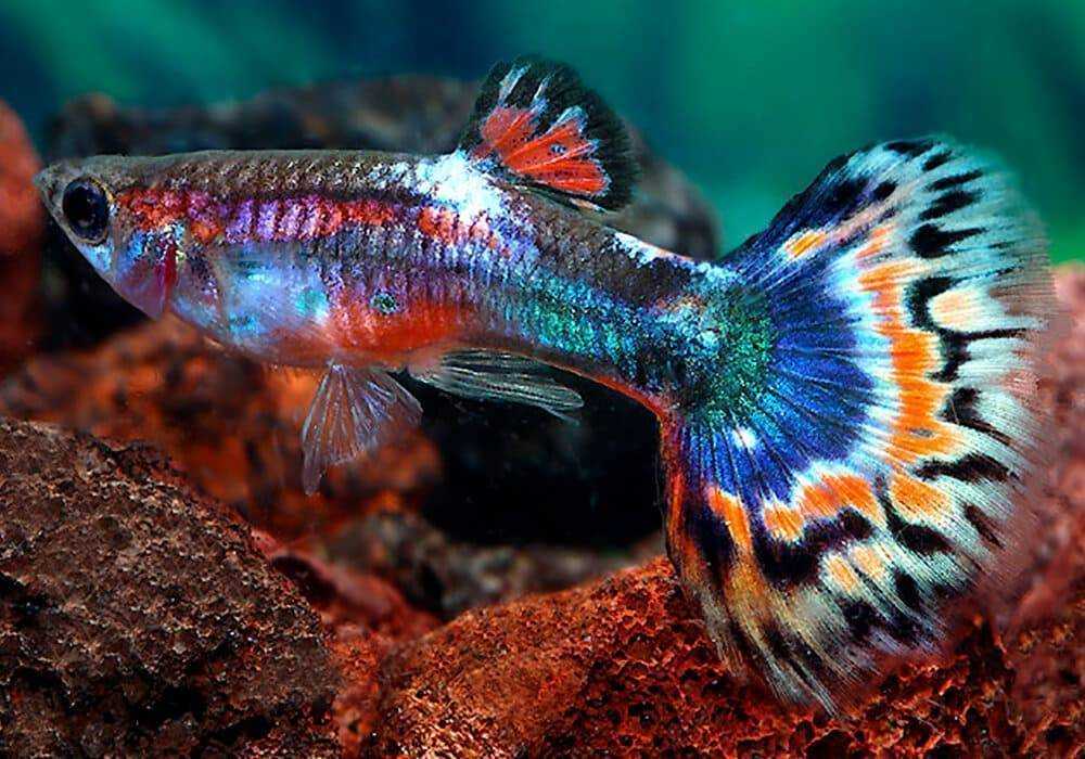 Амека глянцевая (ameca splendens) | гудиевые | ptichka.net - домашние питомцы