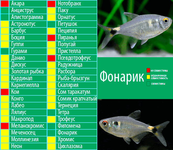 Аквариумные рыбки неоны (содержание, виды, питание, разведение)