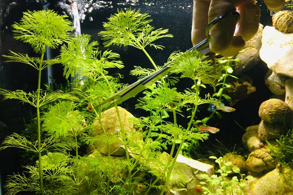 Лимнофила сидячецветковая (limnophila sessiliflora), внешний вид, размножение, размещение, уход, фото.