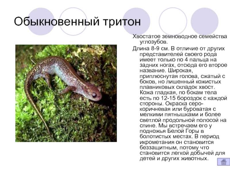 Испанский тритон: содержание в аквариуме, фото