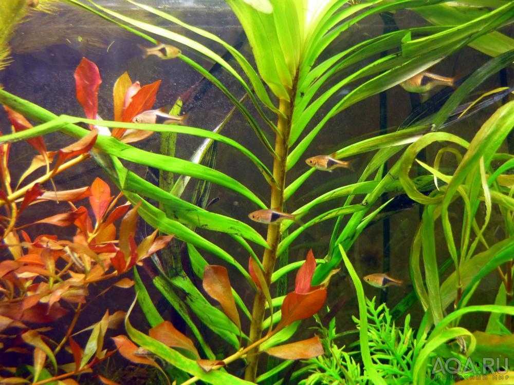 Водяной гиацинт или эйхорния для аквариумов и водоемов