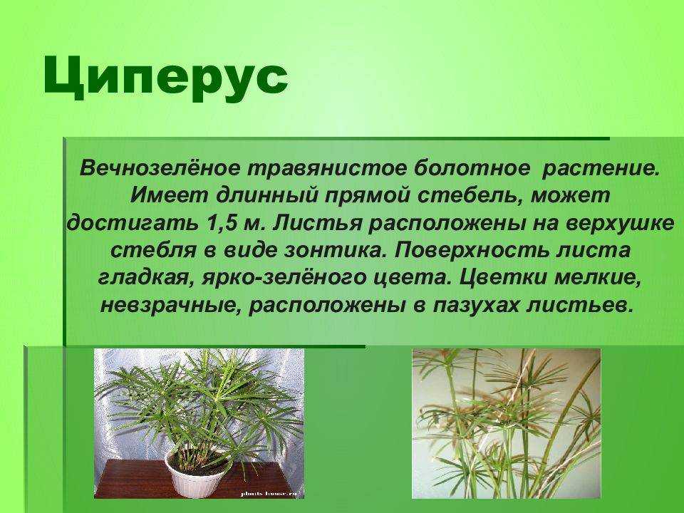 Циперус фото и уход в домашних условиях, виды и названия циперус папирус, хелфера, зумула