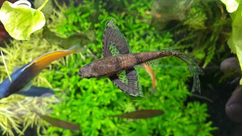 Pantodontidae - wikispecies