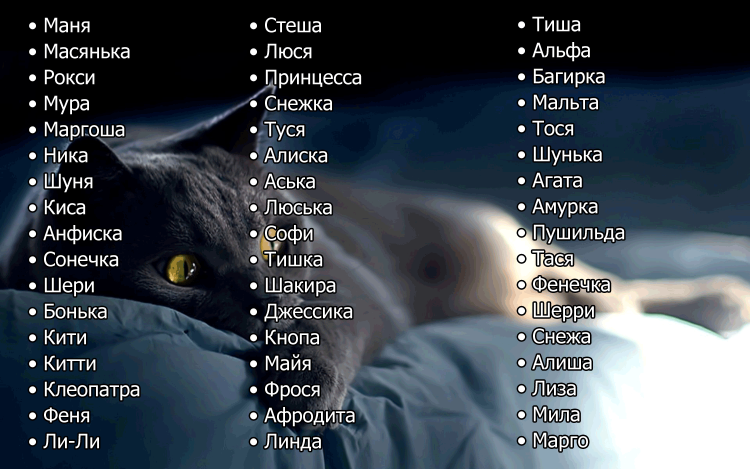 Как назвать кошку: лучшие варианты и список по алфавиту. клички для кошек девочек — легкие и красивые