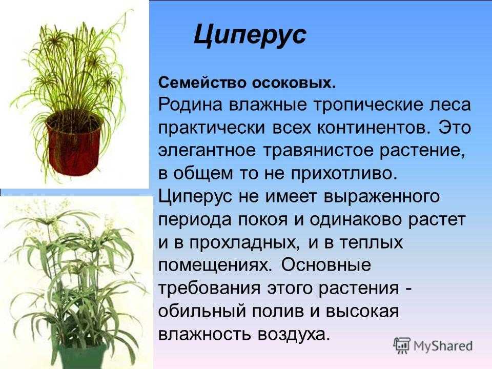 Пальма циперус: родина растения, способы выращивания, краткое описание видов, лекарственные свойства