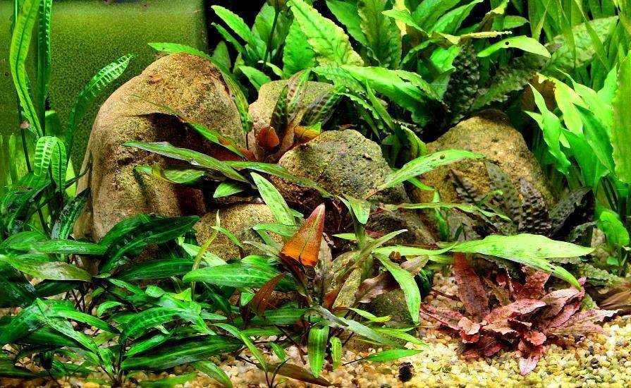 Криптокорина (cryptocoryne) - аквариумные растения