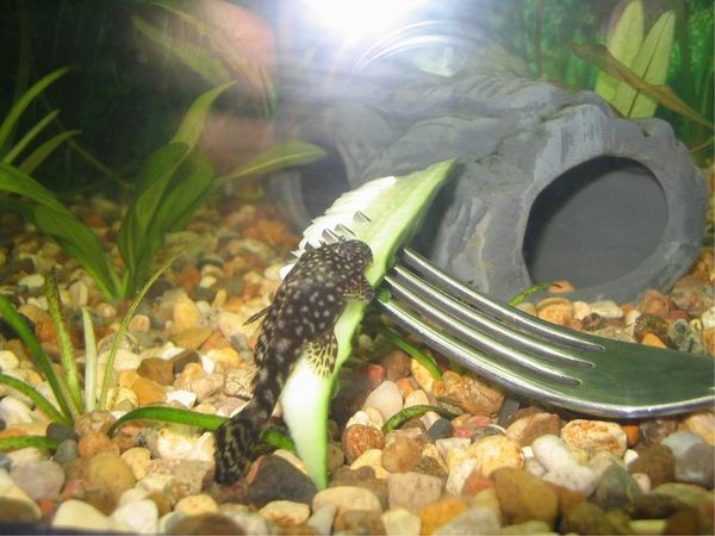 Мешкожаберный сом (heteropneustes fossilis)