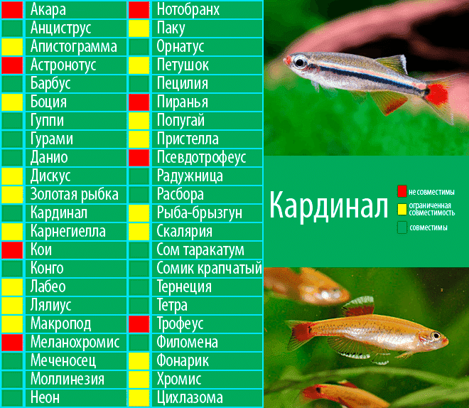 Стеклянный сом (рыба призрак, прозрачный сом): содержание, разведение, совместимость, размножение, кормление, болезни