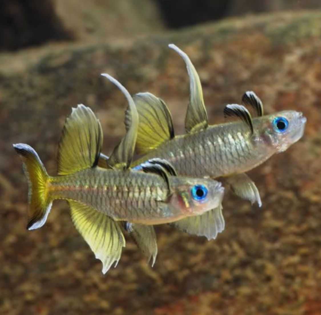 Синеглазка австралийская (pseudomugil signifer)