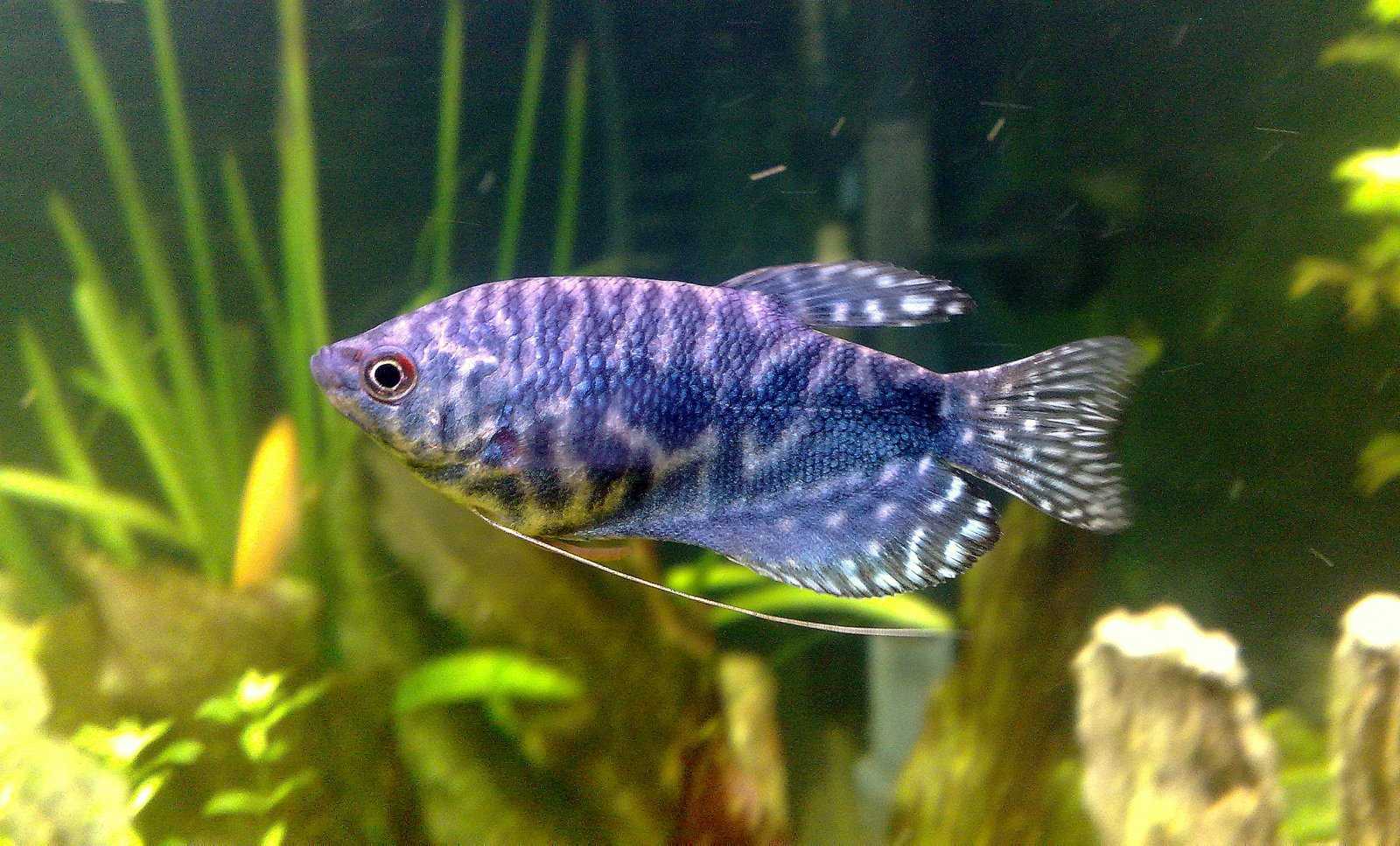 Жемчужный гурами (trichopodus leerii): описание, содержание и уход, разведение, подвиды, фото