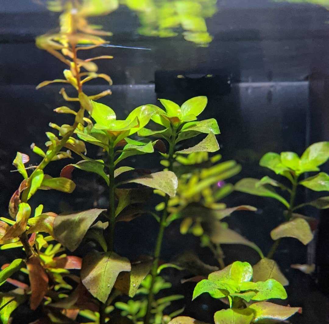 Как посадить ludwigia repens - руководство по уходу и резервуарные пары
