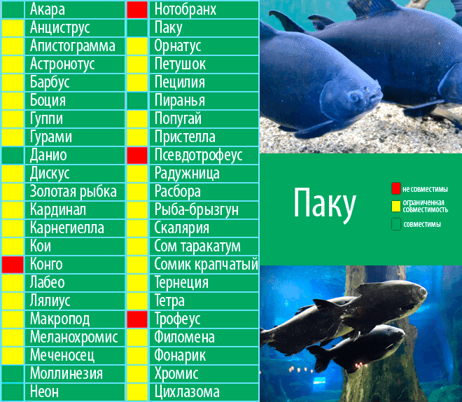 ᐉ пираньи содержание рыбы в аквариуме, виды, фото-видео обзор - zoogradspb.ru
