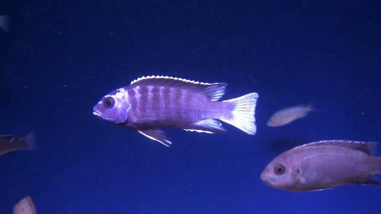 Снежный принц / на латыни: pseudotropheus socolofi albino