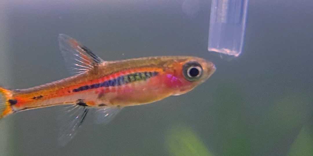 Расбора бригитты / на латыни: boraras brigittae (синоним rasbora urophthalma brigittae vogt, 1978)