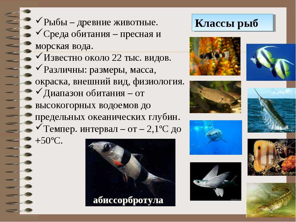 Хилодус: содержание, совместимость, фото-видео,описание,разведение. | аквариумные рыбки