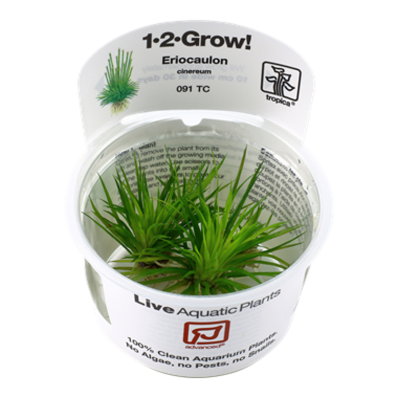 How to grow eriocaulon cinereum?