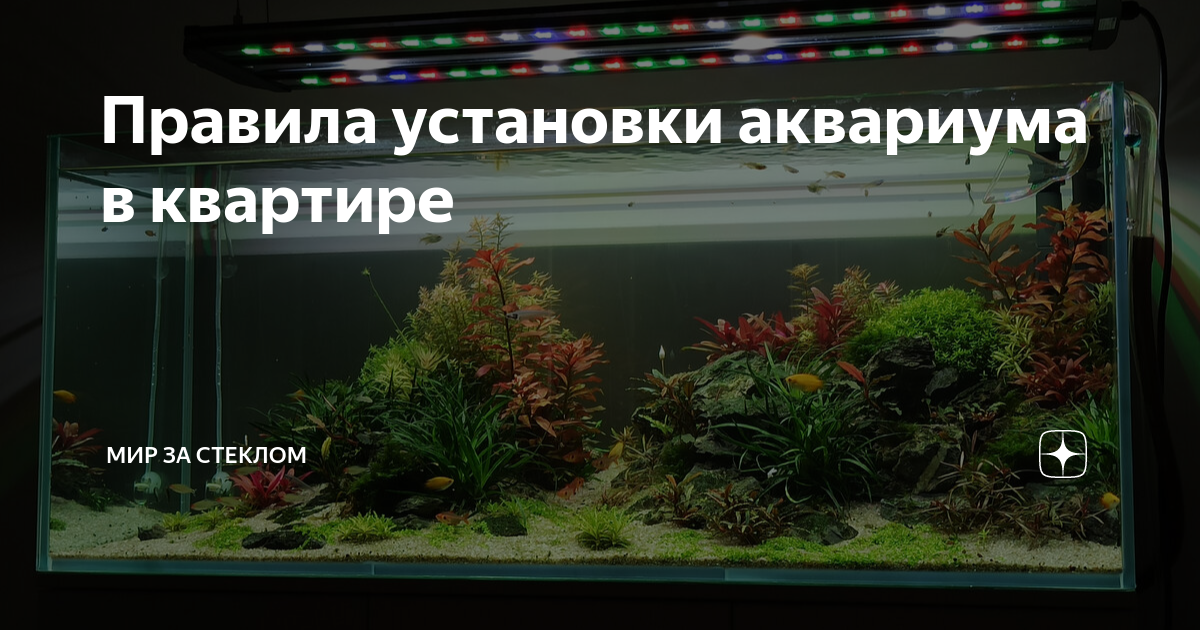 Как создать биологическое равновесие в аквариуме: основные принципы установки