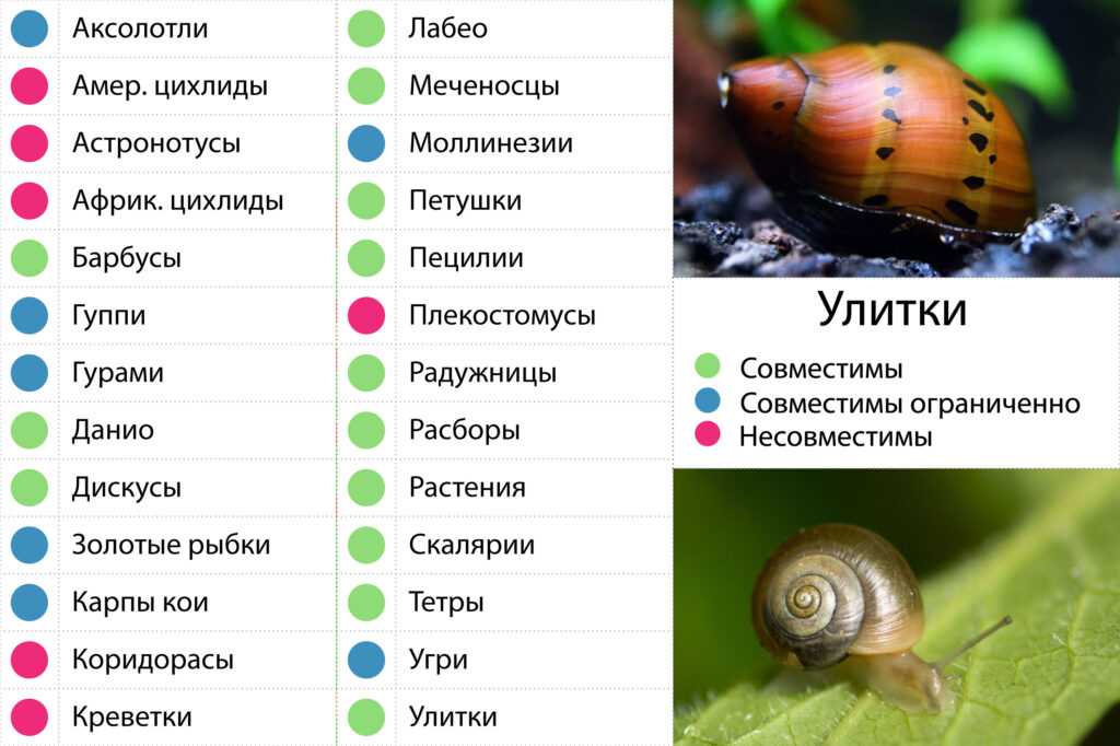 В этой статье хочу познакомить вас с моллюском  Neritina, Неритина, она же Неретина Это весьма популярная пресноводная улитка с удивительным и неповторяющимся рисунком на панцире, форма которого