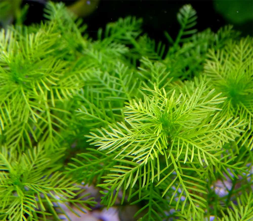 Перистолистник матогросский зеленый (myriophyllum matogrossense green) внешний вид, содержание и уход, размножение.