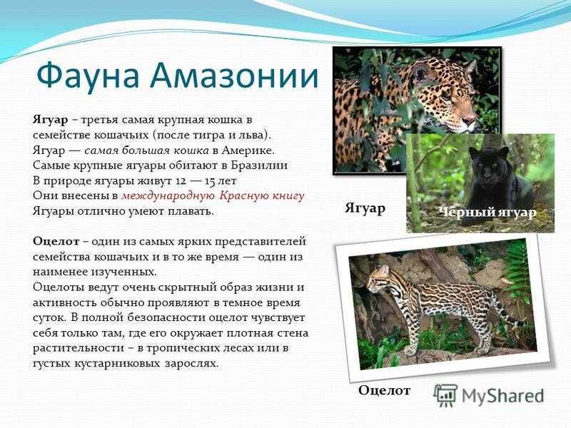 Птицы амазонии. дикая природа амазонки