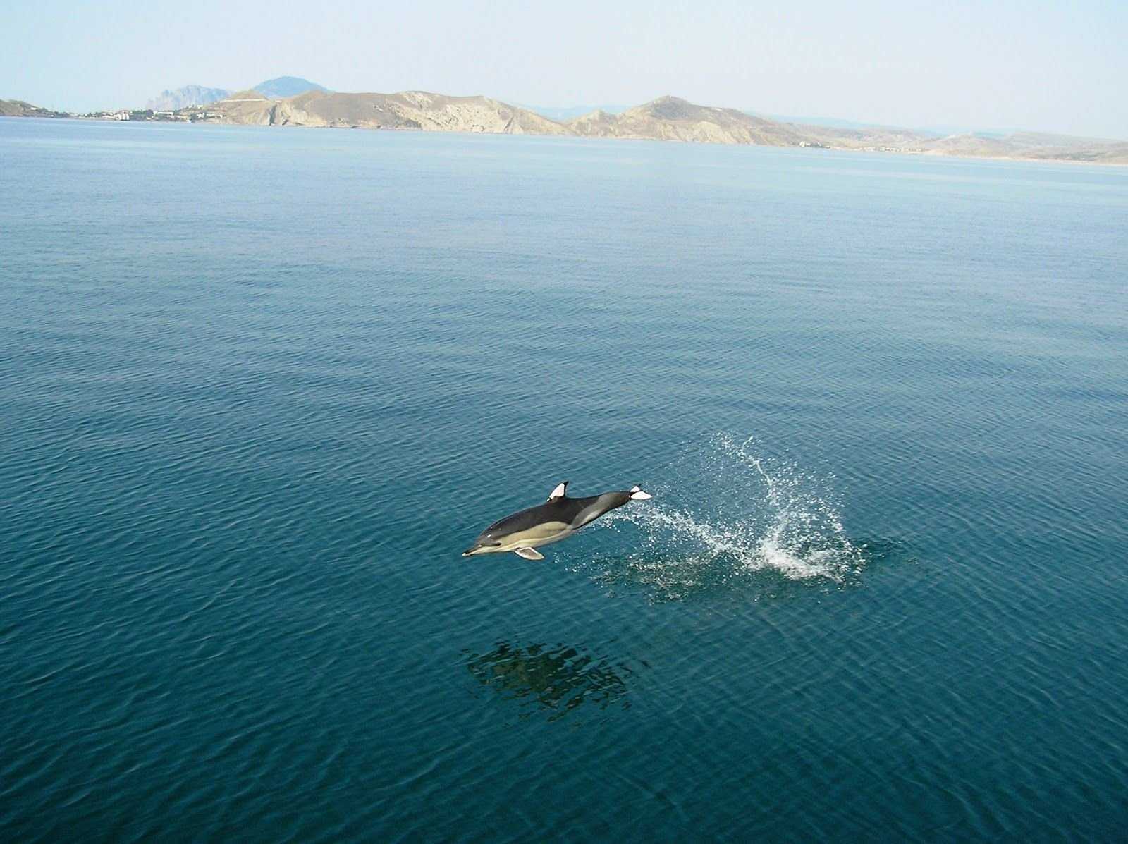 Соленость воды черного моря. какова соленость черного моря?