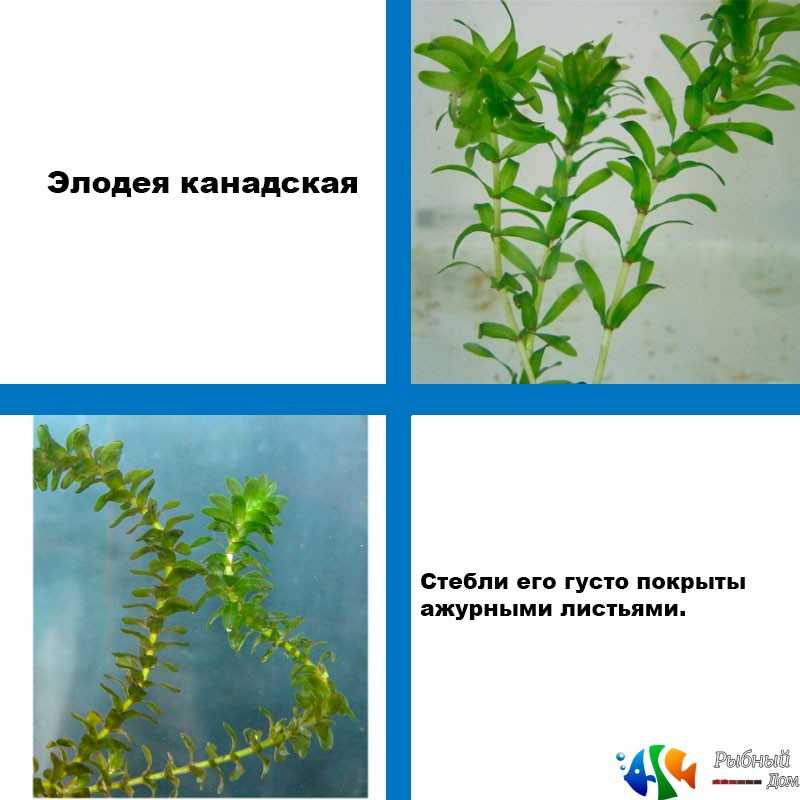 Элодея