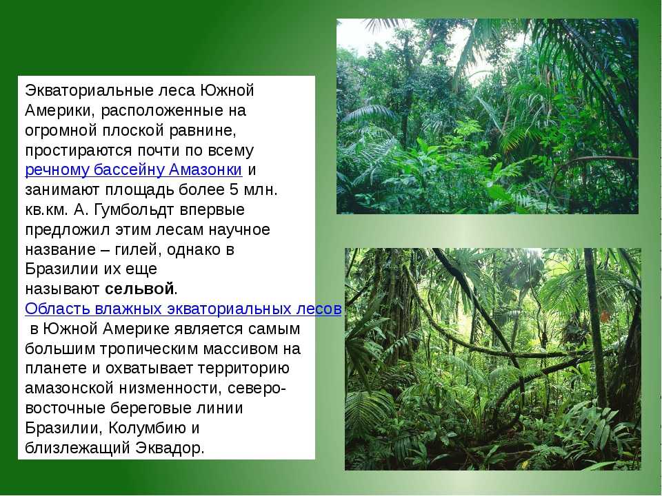 Дождевые леса амазонии