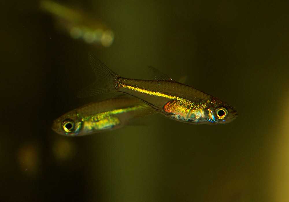 Quick care stats of chili rasbora – tank setup, tankmate, feeding