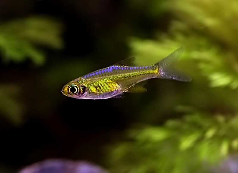 Kubotai rasbora (microdevario kubotai) | care & info