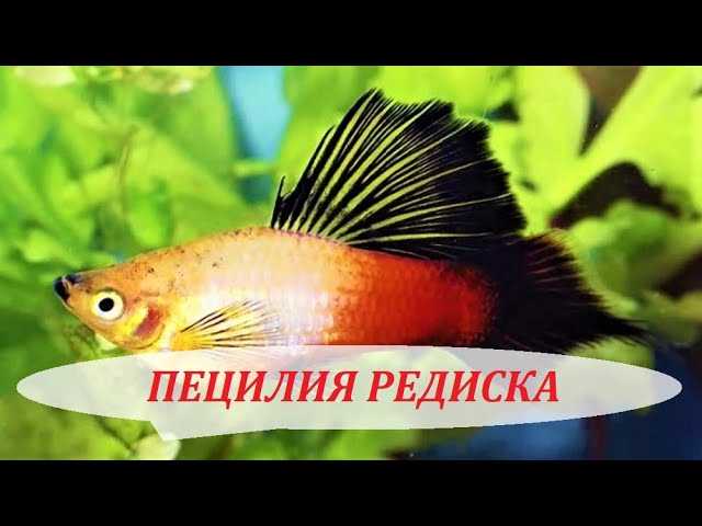 Пецилии: живая радуга в аквариуме