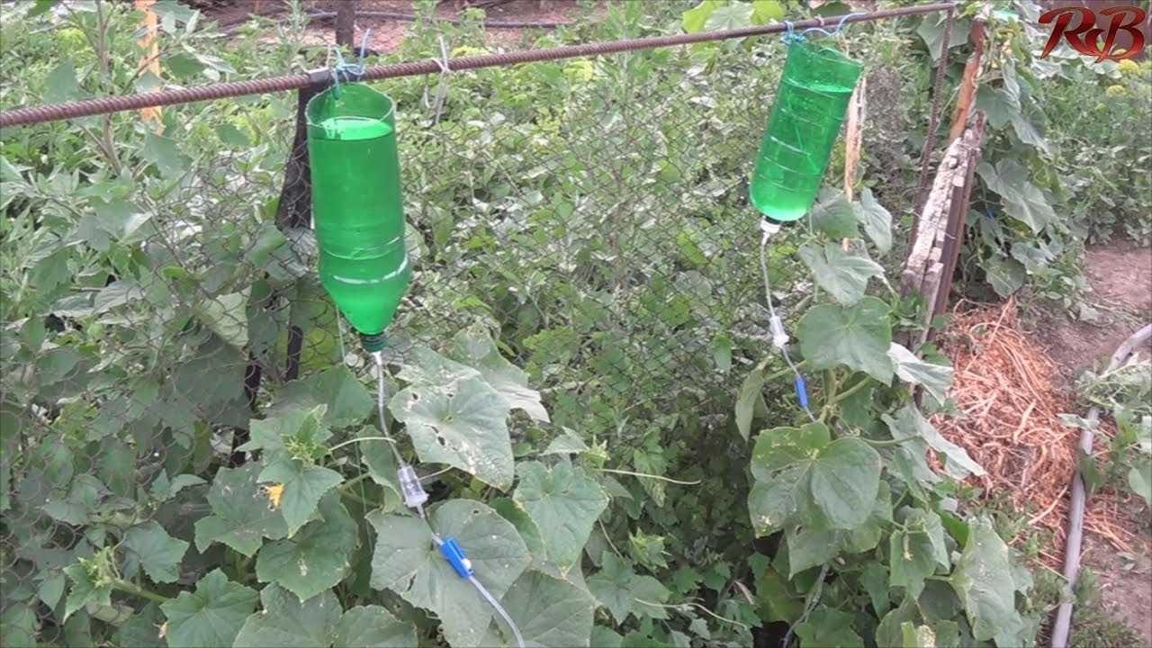 Капельницы для капельного полива: виды, характеристики, преимущества, особенности самостоятельного монтажа, правила эксплуатации