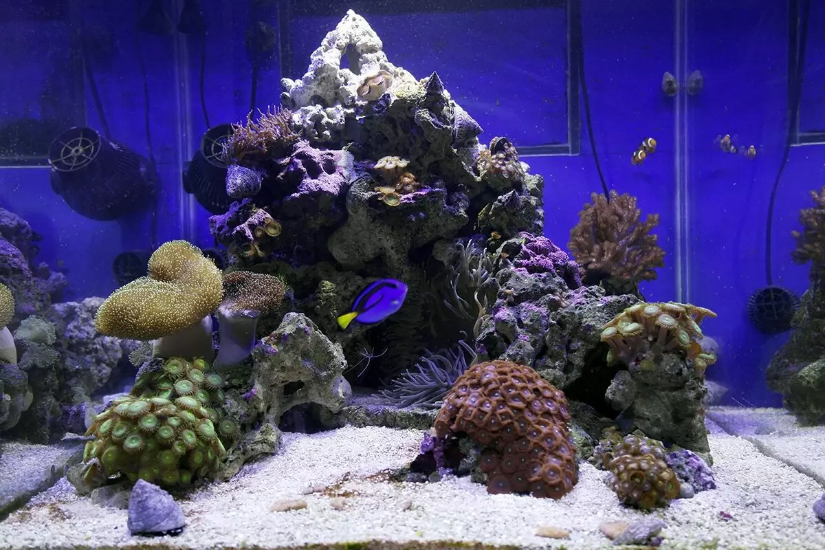 Советы начинающим морским аквариумистам