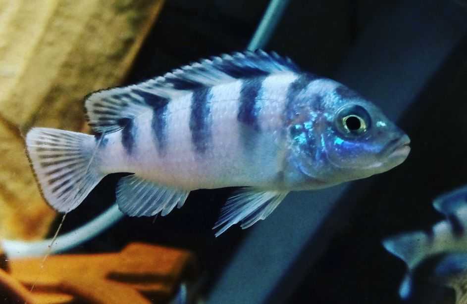 Псевдотрофеус демасони / на латыни: chindongo demasoni, pseudotropheus demasoni