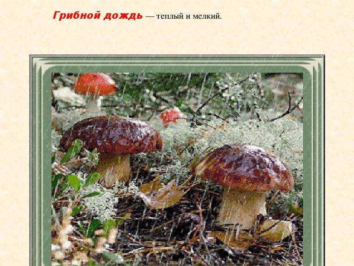 Грибной дождь: почему его так называют | хомад.ру - лучший выбор для вашего дома
