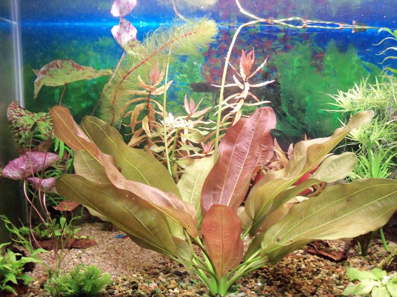 Эхинодорус Регина Хилдебрандт Echinodorus Regine Hildebrandt  отличный и простой в содержании гибрид Echinodorus Ozelot и Echinodorus Kleiner Bär Название растение получило в честь женщины