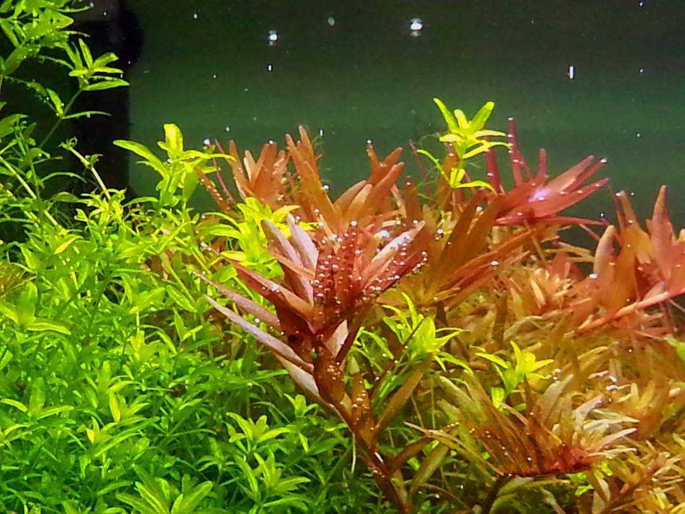 Эриокаулон вьетнам (eriocaulon sp. vietnam): описание, содержание, фото и отзывы